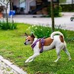 Alojamento de Turismo Rural Turisticna Kmetija Grabnar *