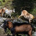 Turisticna Kmetija Grabnar