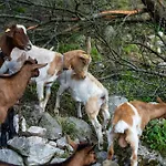 Turisticna Kmetija Grabnar * Bled