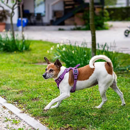 팜스테이 Turisticna Kmetija Grabnar *