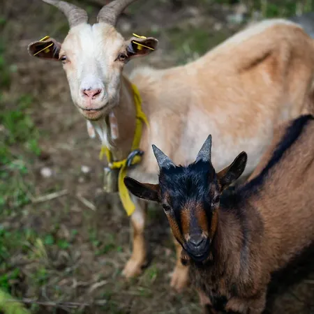 Alojamento de Turismo Rural Turisticna Kmetija Grabnar *