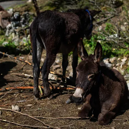 Alojamento de Turismo Rural Turisticna Kmetija Grabnar Bled