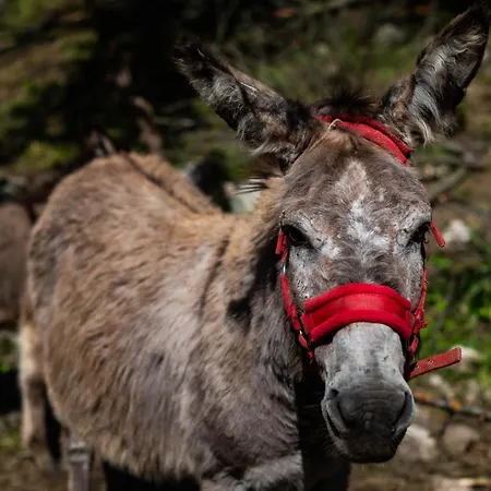 팜스테이 Turisticna Kmetija Grabnar