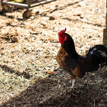 Turisticna Kmetija Grabnar * Bled
