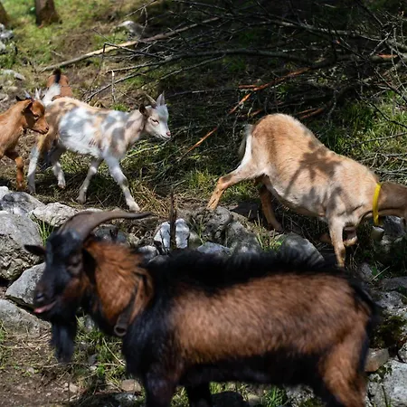 Turisticna Kmetija Grabnar
