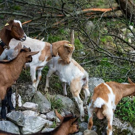 Turisticna Kmetija Grabnar * Bled