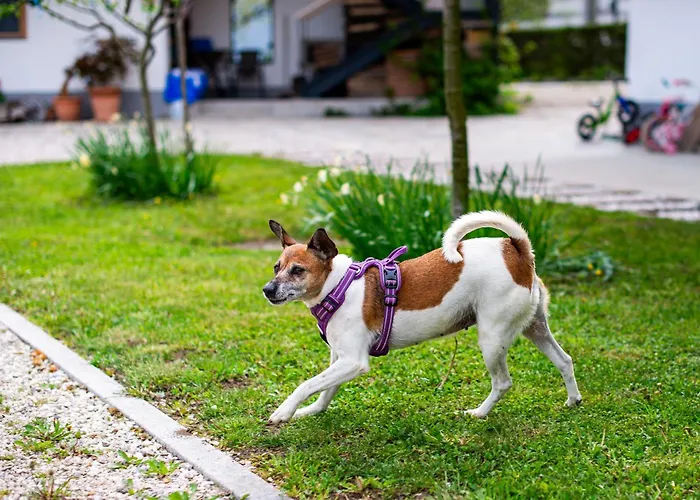 Фермерский дом Turisticna Kmetija Grabnar *