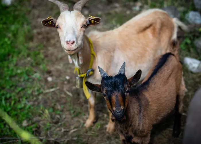 Фермерский дом Turisticna Kmetija Grabnar *