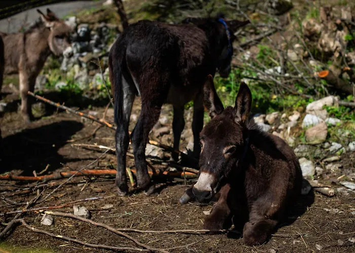 בית חווה Turisticna Kmetija Grabnar בלד