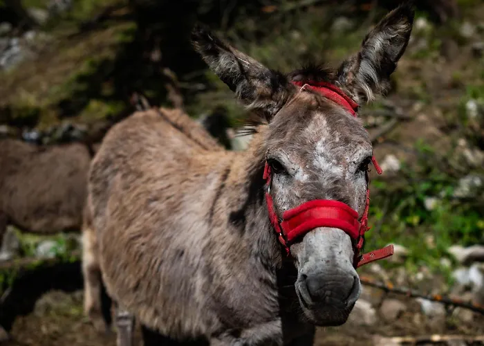 农家乐 Turisticna Kmetija Grabnar