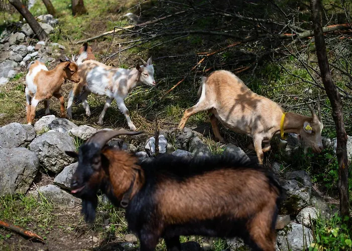 Turisticna Kmetija Grabnar