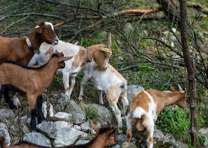 Turisticna Kmetija Grabnar * Блед